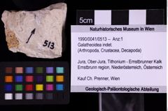 Foto (Objekt + Etiketten) von Galatheoidea indet. (NHMW-GEO-1990-0041-0513)